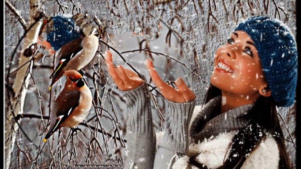 Снегири зима девушка