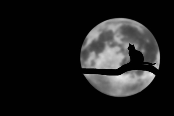 Кошка Луна