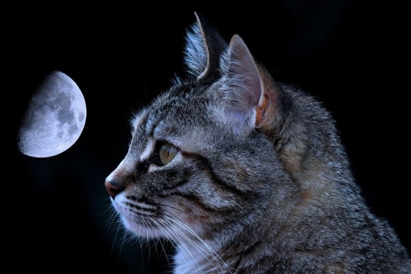 Кошка ночью