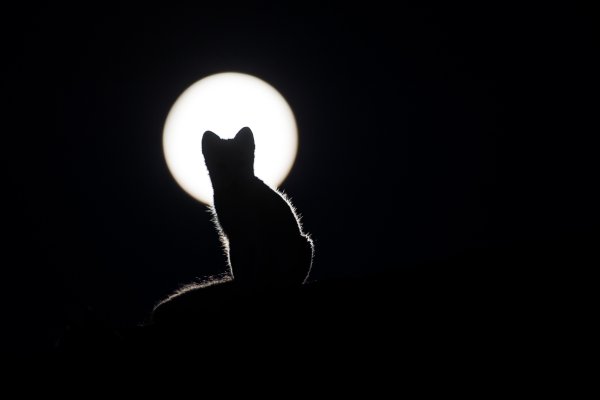 Черная кошка на черном фоне