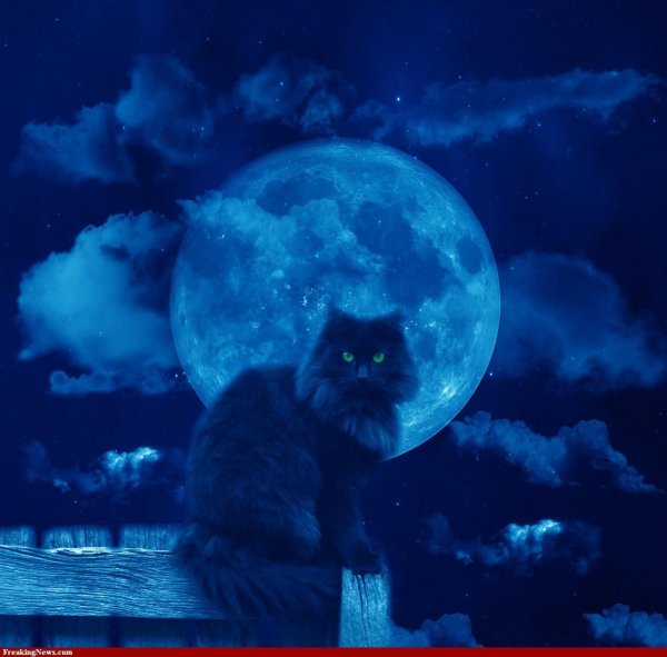 Кот и Луна