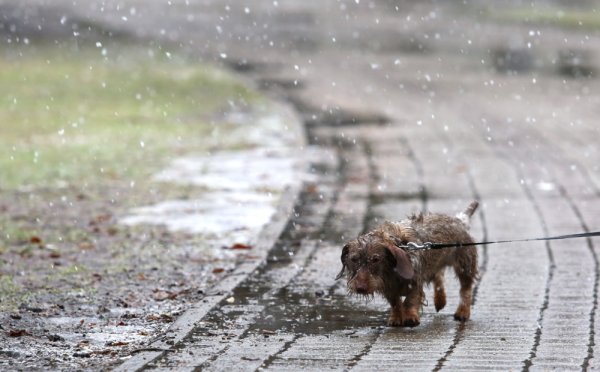 Собачка в дождь и снег