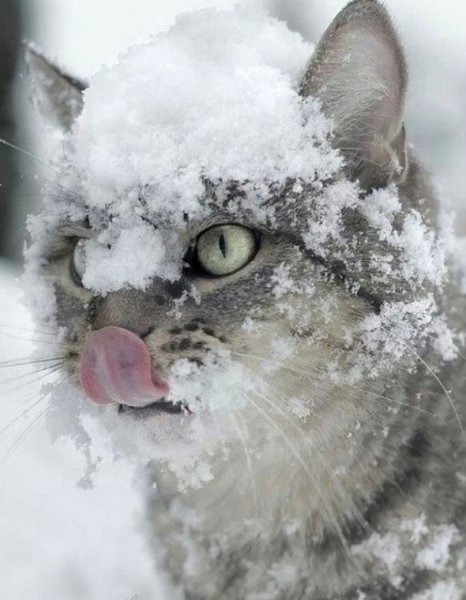 Порода кошек Аляскинский снежный кот