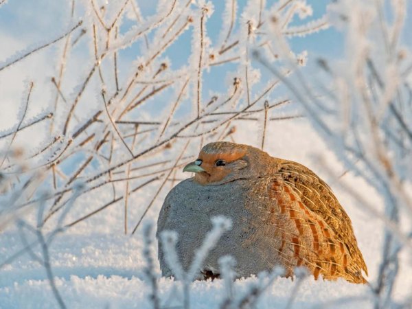 Снежная куропатка