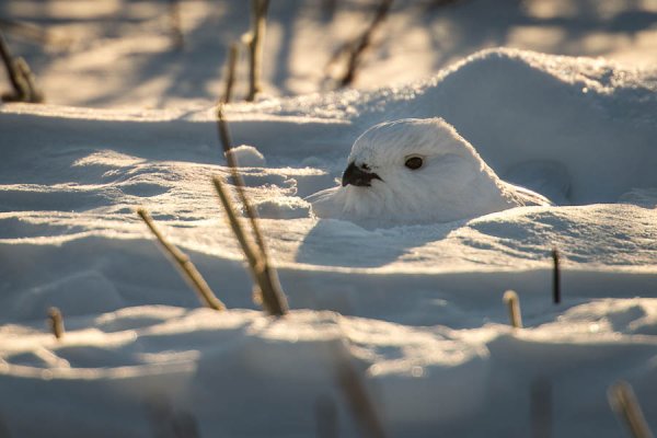 Птицы прячутся в снегу