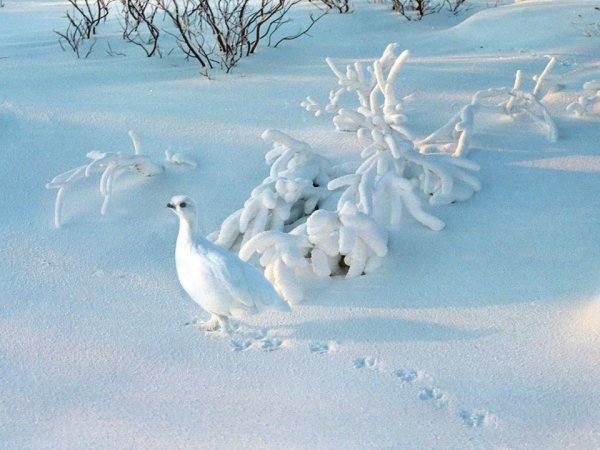 Белая куропатка зимой в заснеженной тундре