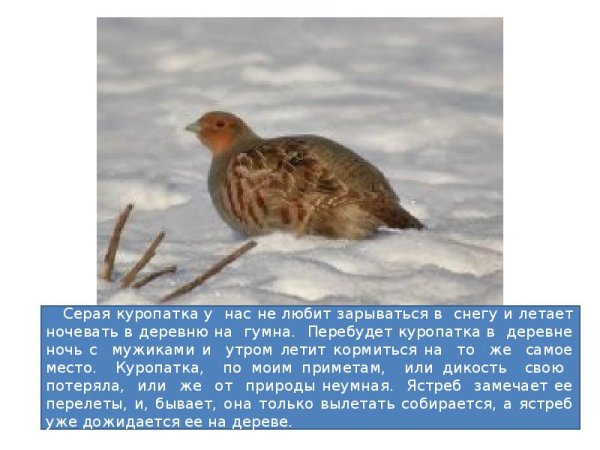 Куропатка пришвин