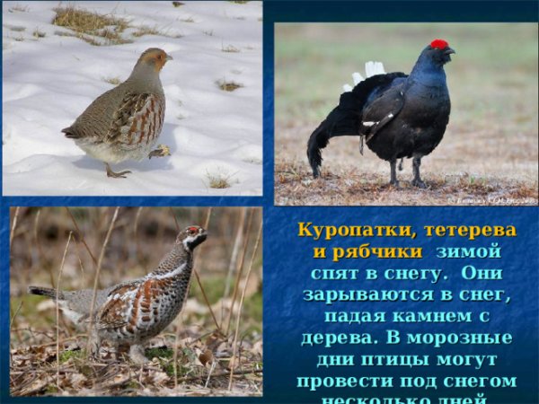 Куропатки рябчики тетерева