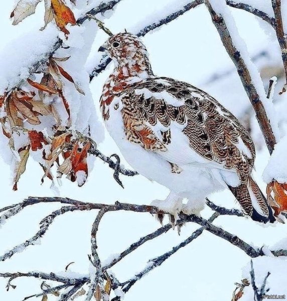 Куропатка покровительственная окраска
