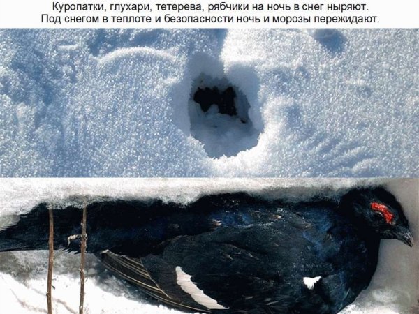 Птицы зимующие под снегом