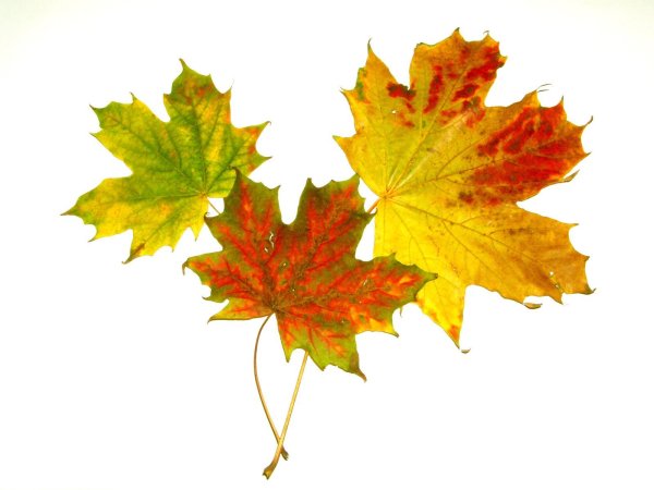 Осенние листочки на белом фоне