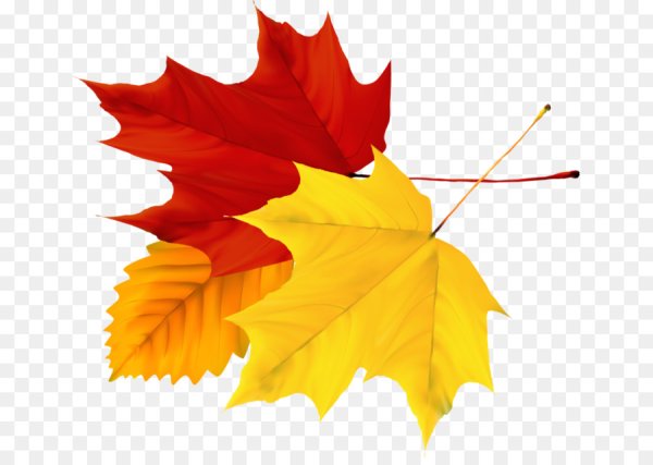 Дорожный знак с осенними листьями на прозрачном фоне