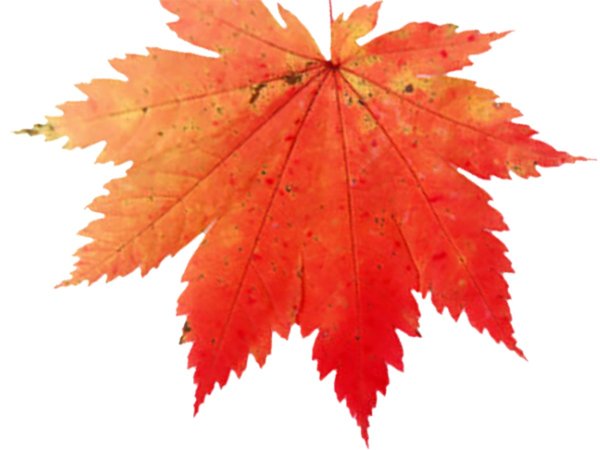 Кленовый лист