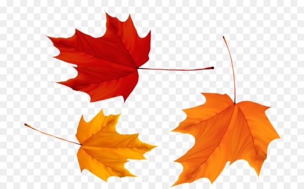 Осенние кленовые листья падают