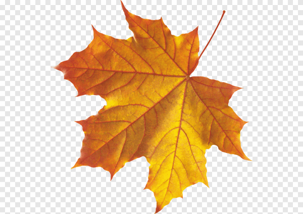 Осенний кленовый лист