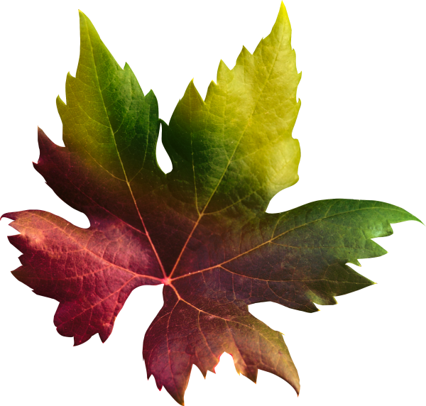 Кленовый лист на белом фоне