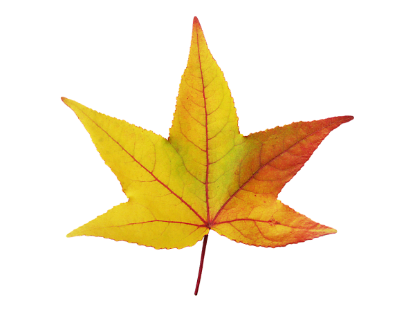 Осенние листочки