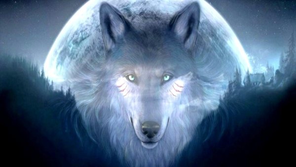 Волк воющий на луну обои