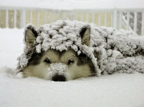 Собака зима