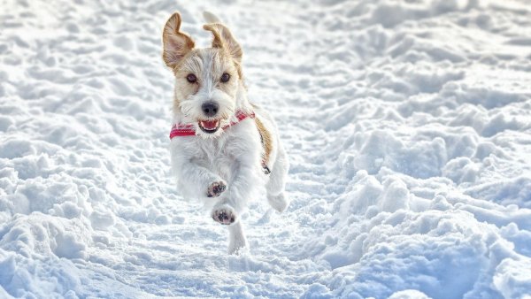 Джек-Рассел-терьер зимой