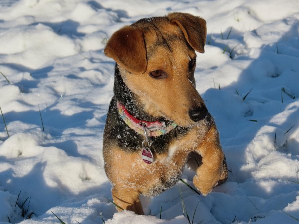 Щенок зимой