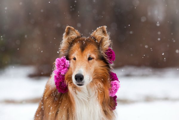 Собака зимой