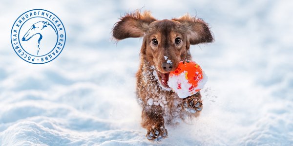 Собака зимой