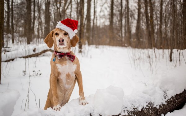 Прогулка с собакой зимой