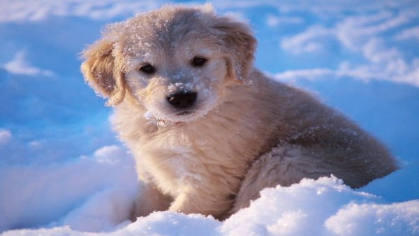 Щенок в снегу