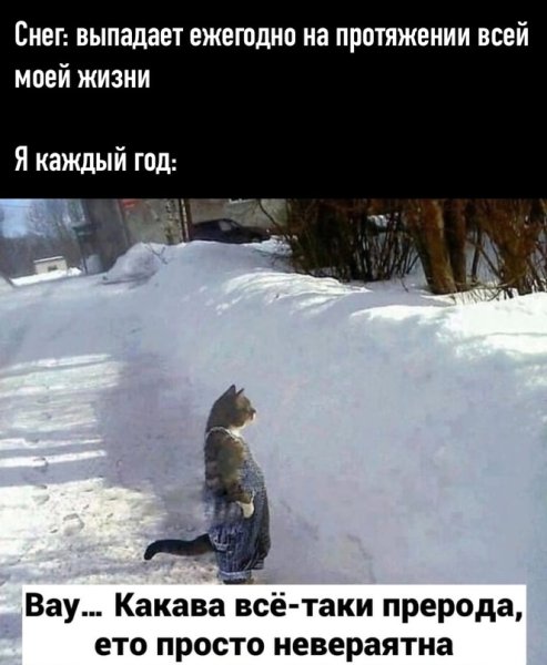 Снег выпал, прикол.