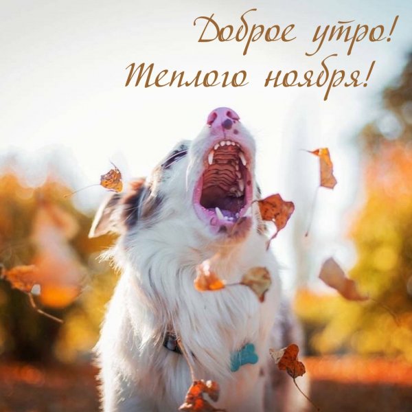 Доброе осеннее утро с собачкой