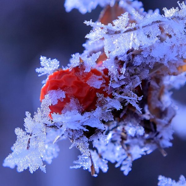 Эстетика льда