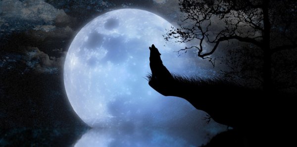 Волк и Луна