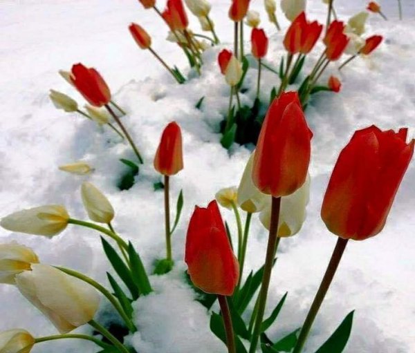Тюльпаны в снегу