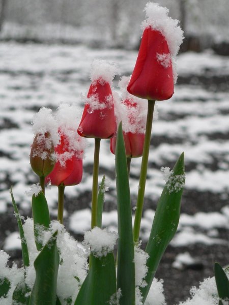 Тюльпаны в снегу