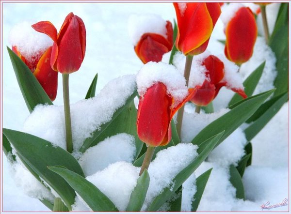 Тюльпаны из под снега