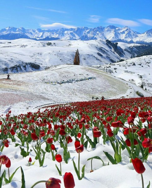 Фотографии с природой к 8 марта