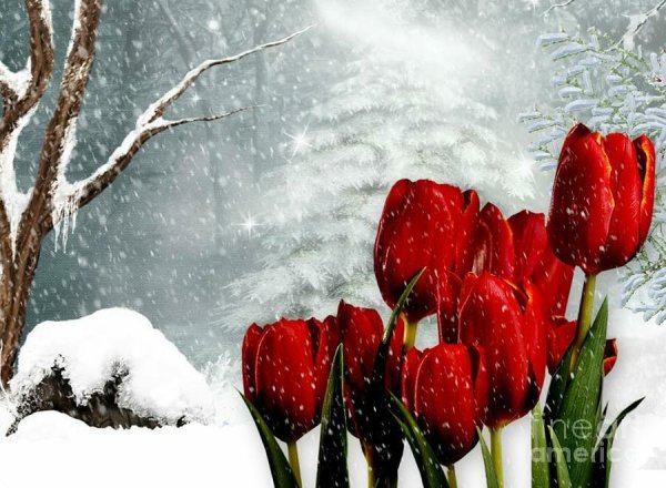 Тюльпаны на снегу красивые
