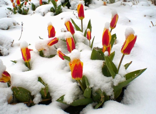 Цветы в снегу