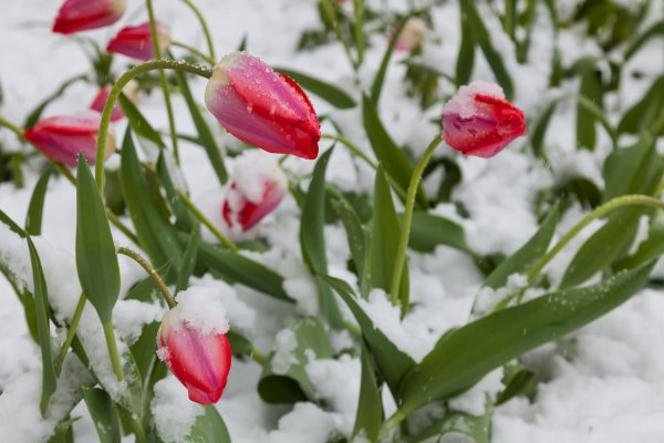 Цветы под снегом