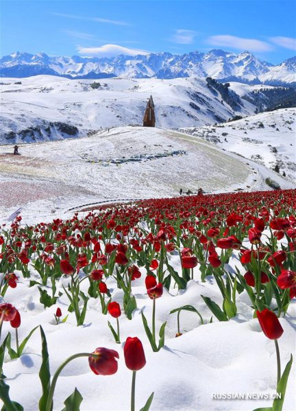 Крокус горный цветок Эльбрус