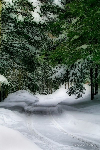 Снегопад в лесу