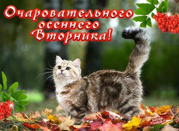 Доброго вторника осень