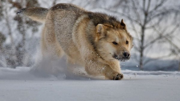 Бегущие волки в снегу