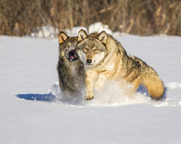 Стая Волков бежит по снегу