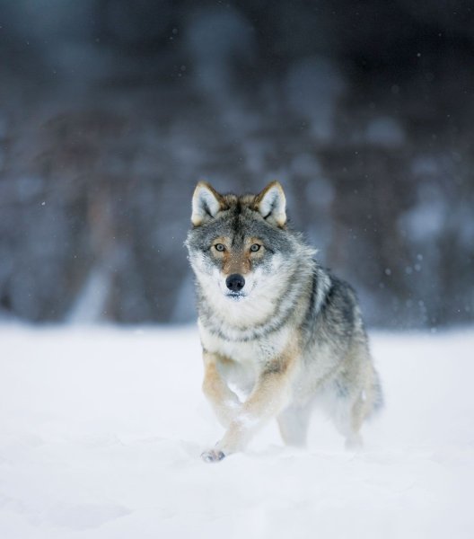 Бегущая с волками