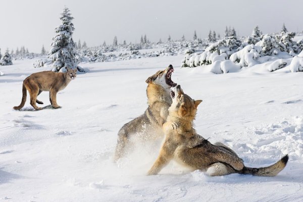 Волчья стая по сугробам