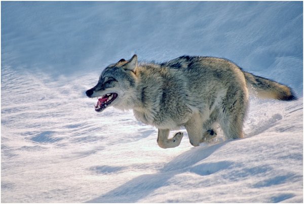 Бегущая с волками