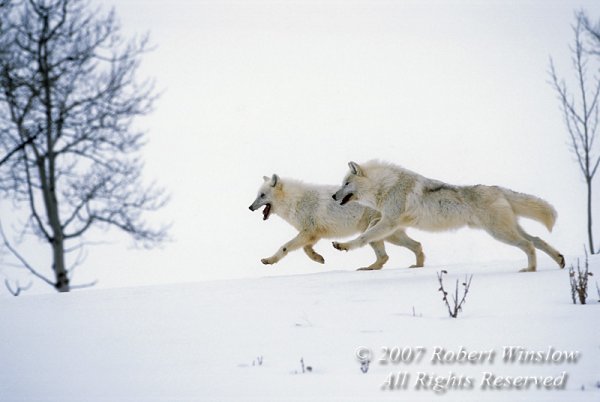 Волки бегут по снегу