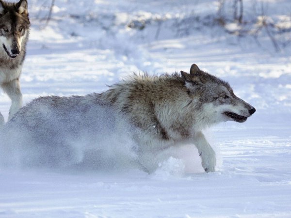 Волк убегает